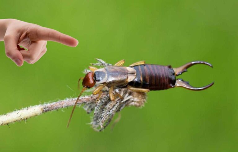 Stai molto attento all'insetto forbice: se lo trovi in giardino significa che