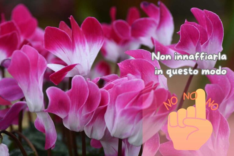 Mai innaffiare il ciclamino così: consigli per farlo fiorire a lungo