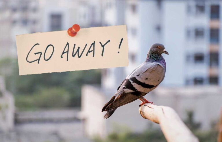 Repellente naturale per piccioni: il trucco del colore che pochi conoscono