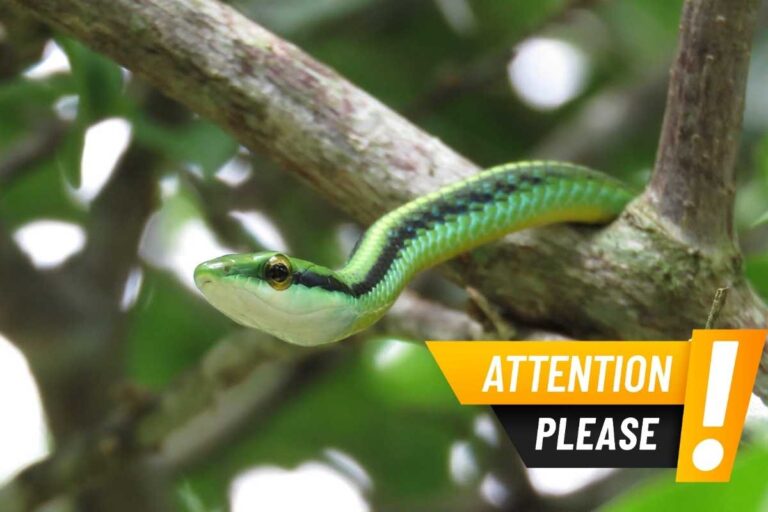 Questo albero da frutto attira serpenti: ecco perché è meglio evitarlo in giardino